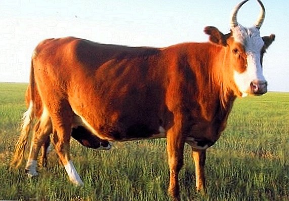 Raza Kalmyk de vacas