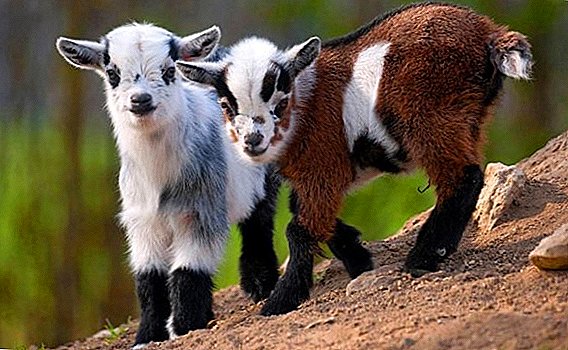 Cameroon mini goats: maintenance and care at home