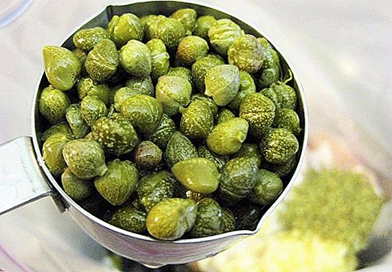 Capers - a plant: growing at home and used in cooking