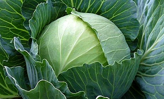 White cabbage: the best varieties for growing with a description and photo