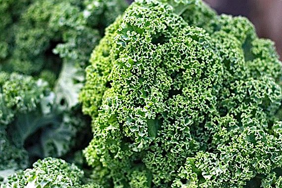 Cabbage Kale: what it is, what is useful and how best to use