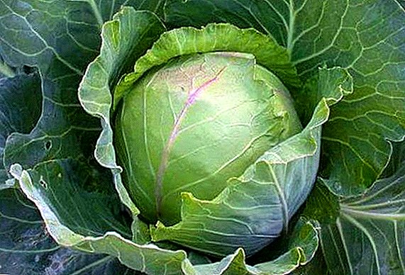 Cabbage fame: characteristic of the variety, planting and care