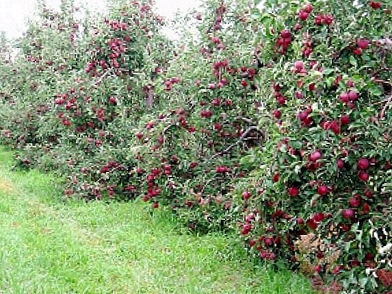Variétés de pommes naines: description et entretien