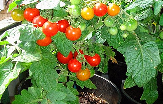 Enano balcón de tomate fotófilo "Pinocho"