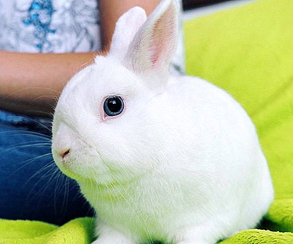 Conejo enano Hermelin: Características de la raza