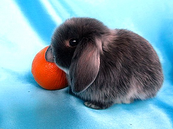 피그미 토끼 : 품종, 유지 관리 및 관리