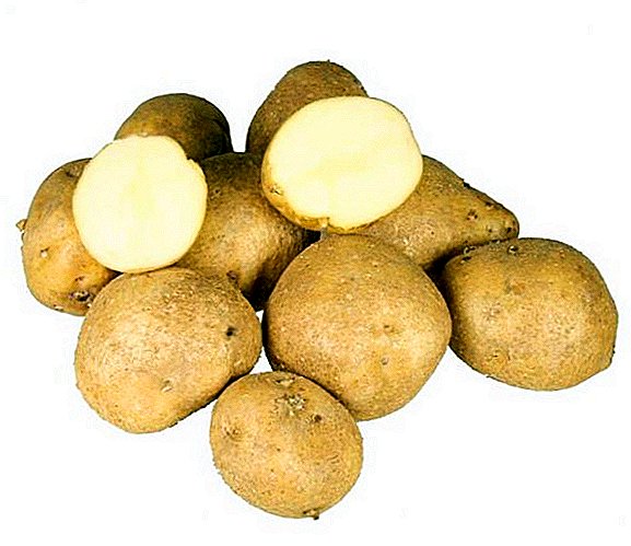 תפוחי אדמה "כחול": מאפיינים varietal ומאפיינים של טיפוח