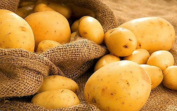 Potatoes "Queen Anne": fruitful and sustainable