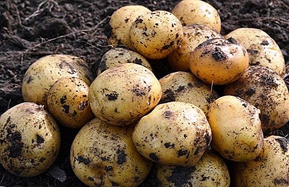Aardappelen "Lasok": kenmerken, teelt agrotechnologie