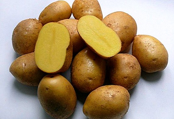 Nevsky krompir: sortne lastnosti, sajenje in nega