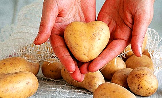 Pommes de terre: propriétés bénéfiques et contre-indications