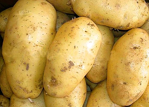 البطاطس سانتي: الوصف وزراعة