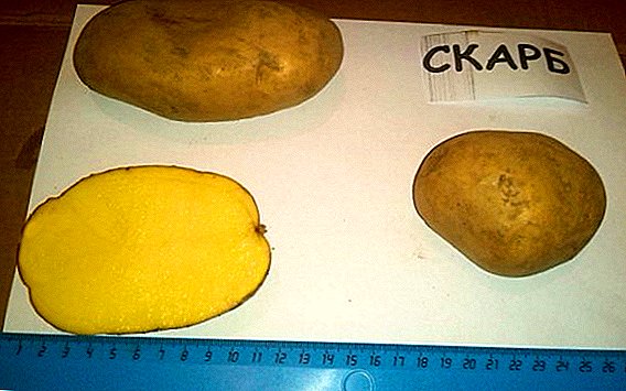 Batatas de Skarb: características, cultivo agrícola