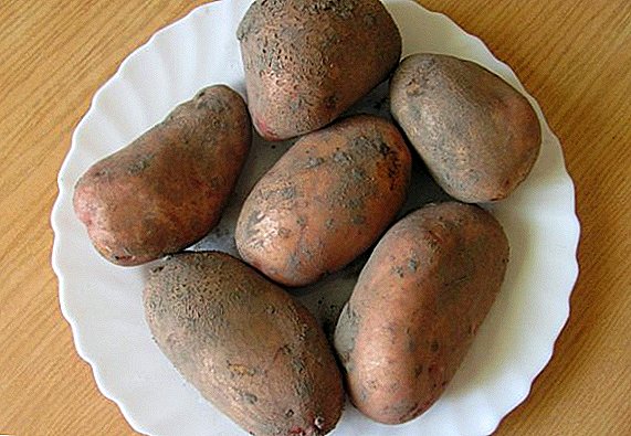 Kartoffeln "Slavyanka": Beschreibung und Merkmale des Anbaus