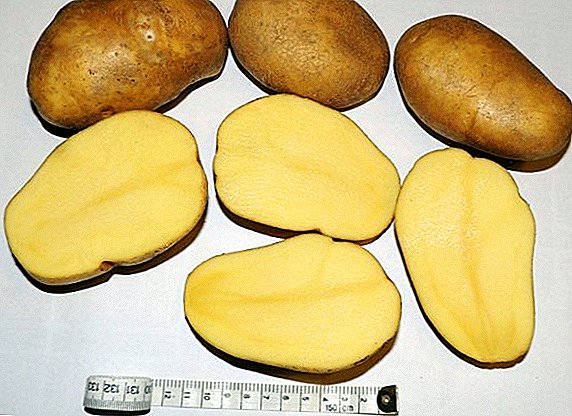 Aardappelen "Tuleyevsky": kenmerken, teelttechniek