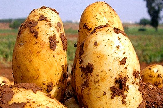 감자 Uladar : 다양한 묘사 및 재배 기능