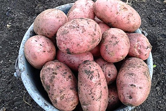 Kartoffel "Zhuravinka": Beschreibung, insbesondere der Anbau