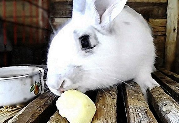 Картопля кроликам: в чому користь і шкода, як давати