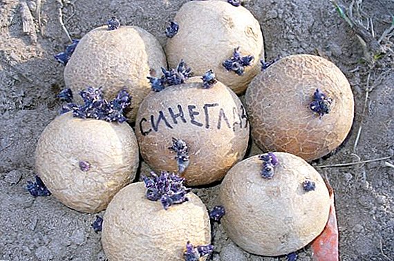 Potatis "Sineglazka": egenskaper, odling agrotechnology