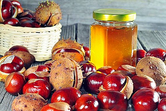 Kastanjebruine honing: wat is nuttig, de chemische samenstelling en contra-indicaties