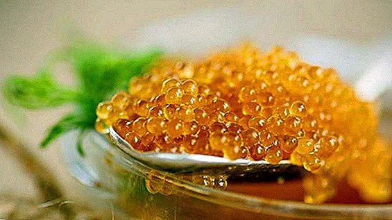 Le "diamant" de la Caspienne est reconnu comme le caviar le plus cher du monde