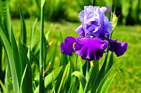 Catalog of popular varieties of irises