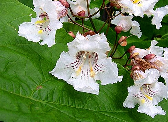 Catalpa: how to grow a southern "guest" in the harsh conditions of the Moscow region