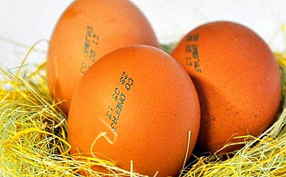 Categories of chicken eggs: what is different, what to choose