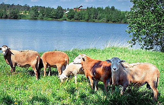 Katumsky raza de carne de oveja