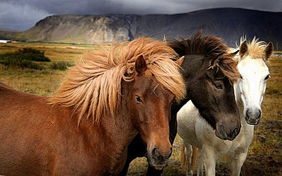 Kasachische Pferderasse