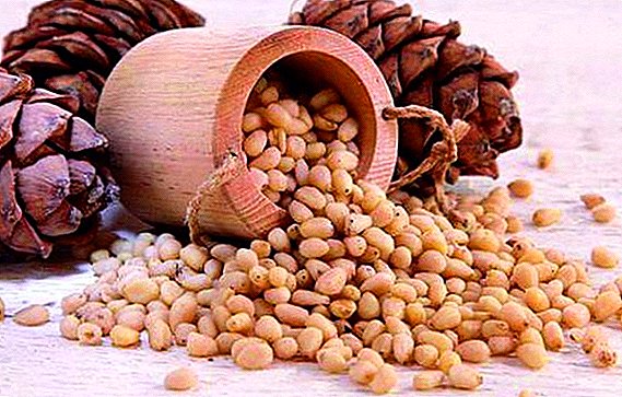 Kacang pinus untuk wanita: vitamin apa yang terkandung, apa yang bermanfaat, siapa yang bisa dirugikan