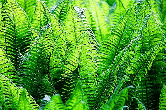 Kemerovo region will prepare fern
