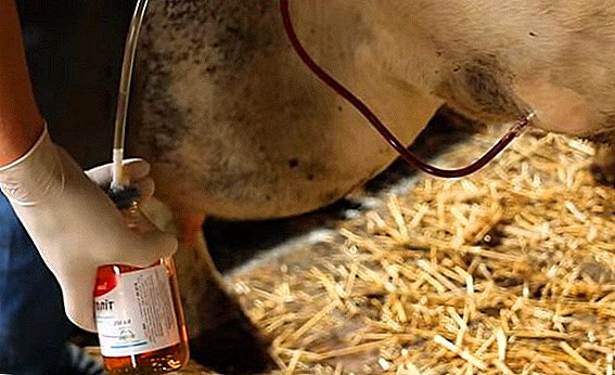 الكيتوزيه في الأبقار: ما هو وكيفية علاجها