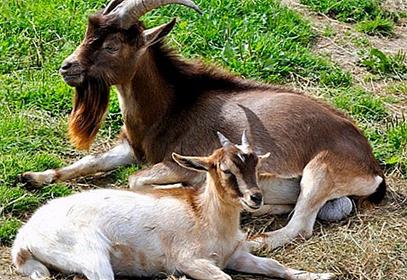 Ketosis in a goat: signs of disease, treatment