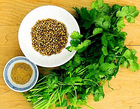 Cilantro and coriander - one plant, but different names