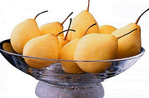 Chinese pear: description, useful properties and contraindications