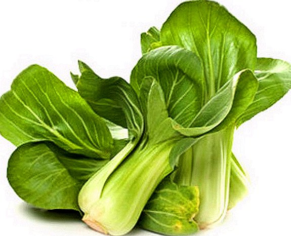 Chinese cabbage pak choi: tips on planting and care
