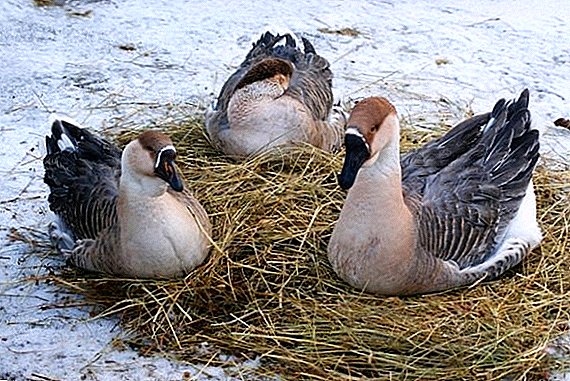 Chinese breed of geese: the most important thing about breeding at home