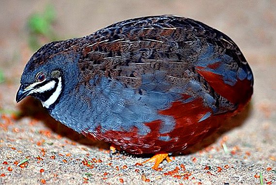 Chinese painted quail: features of breeding at home