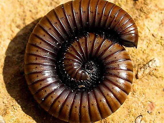 Kivsyaki: effective control of the centipede