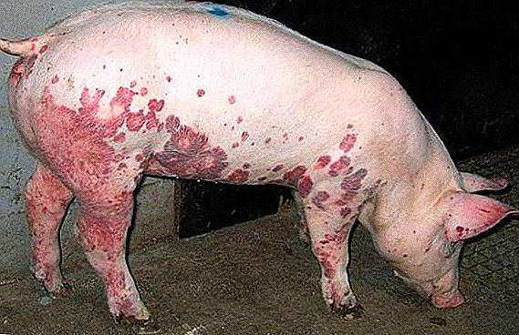 קדחת החזירים הקלאסית: תסמינים, חיסונים