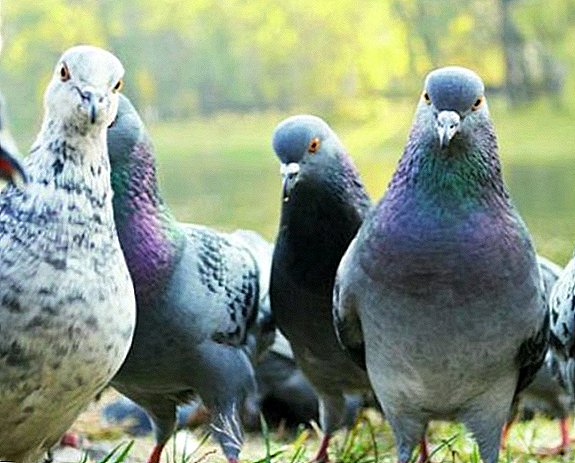 Razvrstitev golobov po pasmi