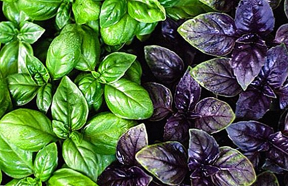 Classification of basil, what are the varieties of spice plants