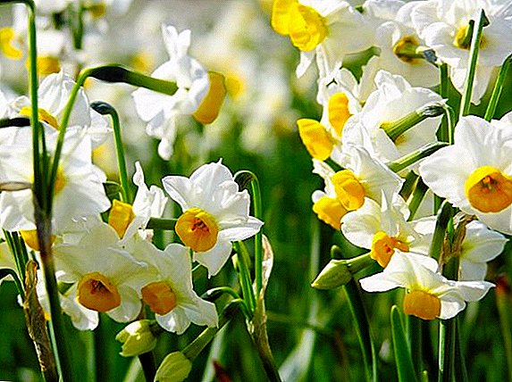 Daffodil razvrstitev: kako izbrati obrat za vaše cvet posteljo
