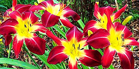 Classification of varieties of daylilies with a description and photo