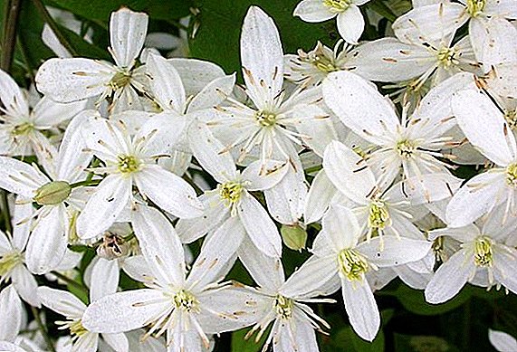 Clematis manchuria (clematis, lozinka): cultivar una planta trepadora en casa