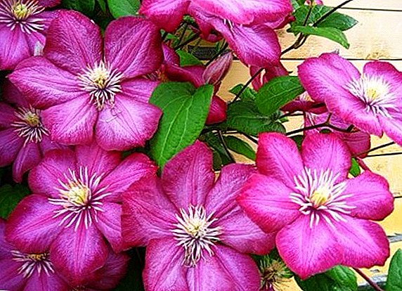 Clematis Ville de Lyon: the most beautiful and popular flower