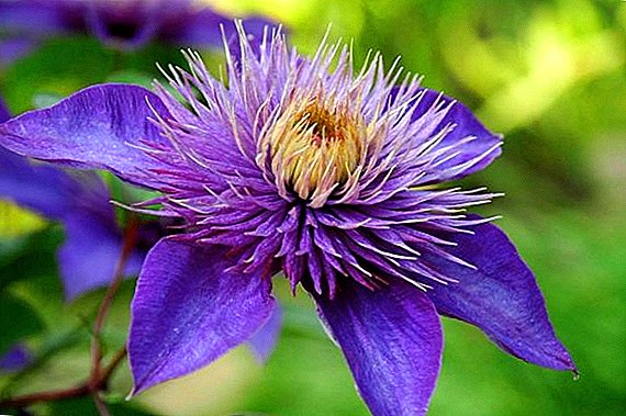 Clematis in the Urals: planting and care