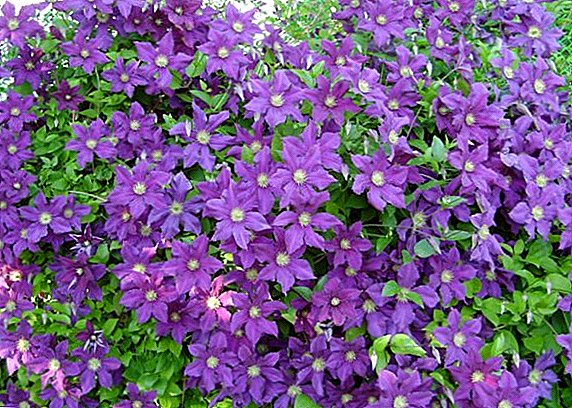 Clematis in Siberia: variety selection, planting and caring for a plant