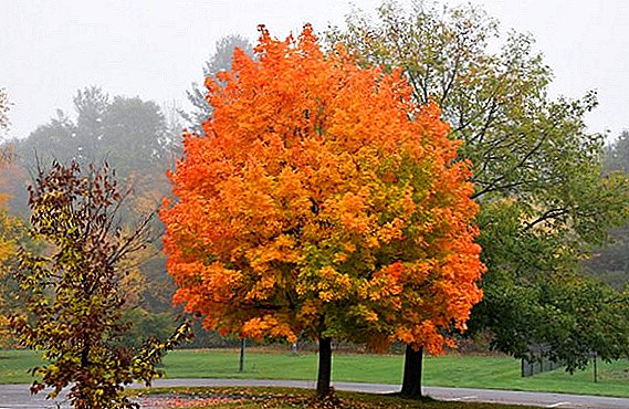 Canadian maple: how it looks and how to plant on the summer cottage